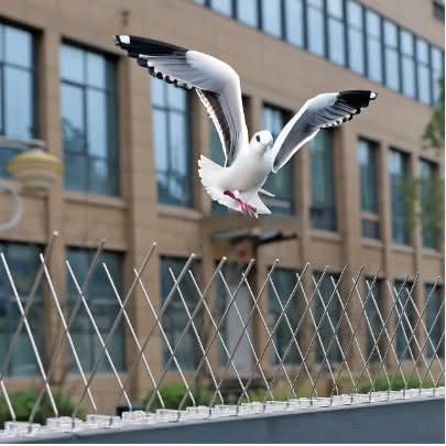 Anti-bird spikes for balconies and AC units. Provides long-lasting and rust-free safety.