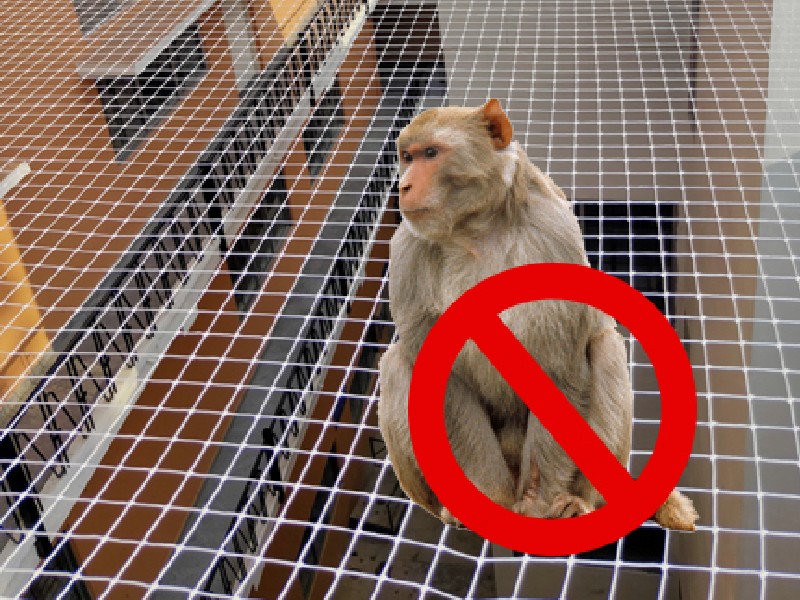 Anti-monkey safety nets to prevent property damage. Strong, durable, and effective solution.